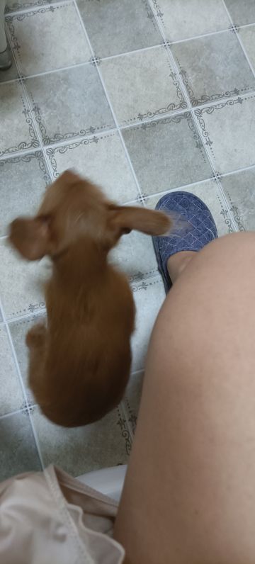 爱宠物狗风华 纪念堂